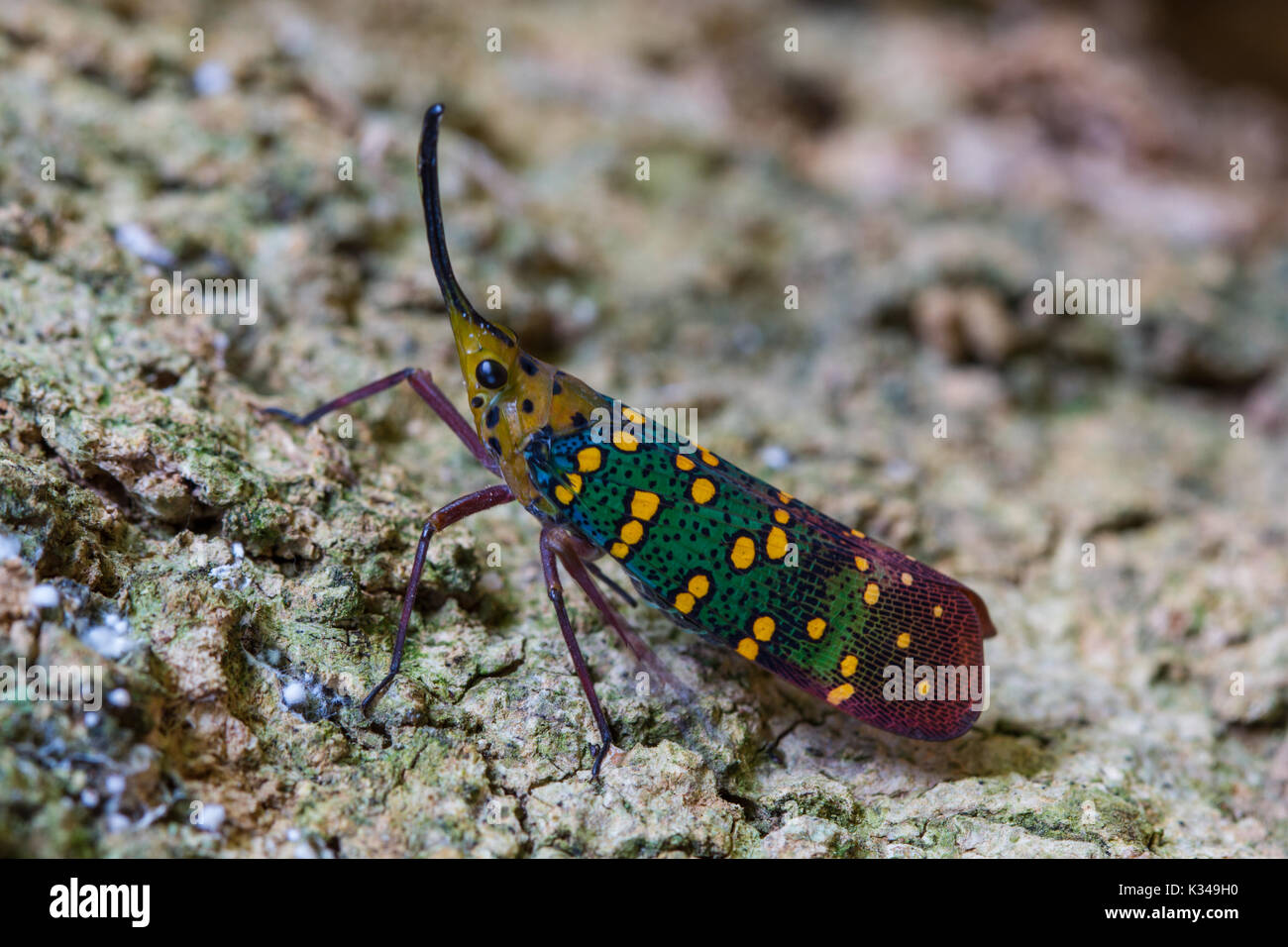 Cicala o Lanternfly (Saiva gemmata ) insetto su albero in natura Foto Stock