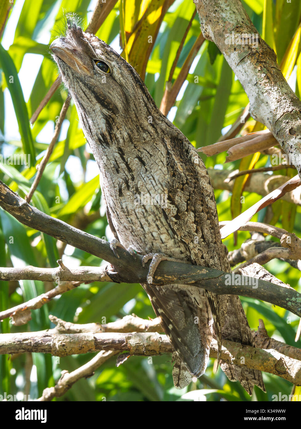 Il Tawny Frogmouth (Podargus strigoides) è un australiano specie di frogmouth, un tipo di uccello trovato in tutto il continente australiano, in Tasmania e Foto Stock