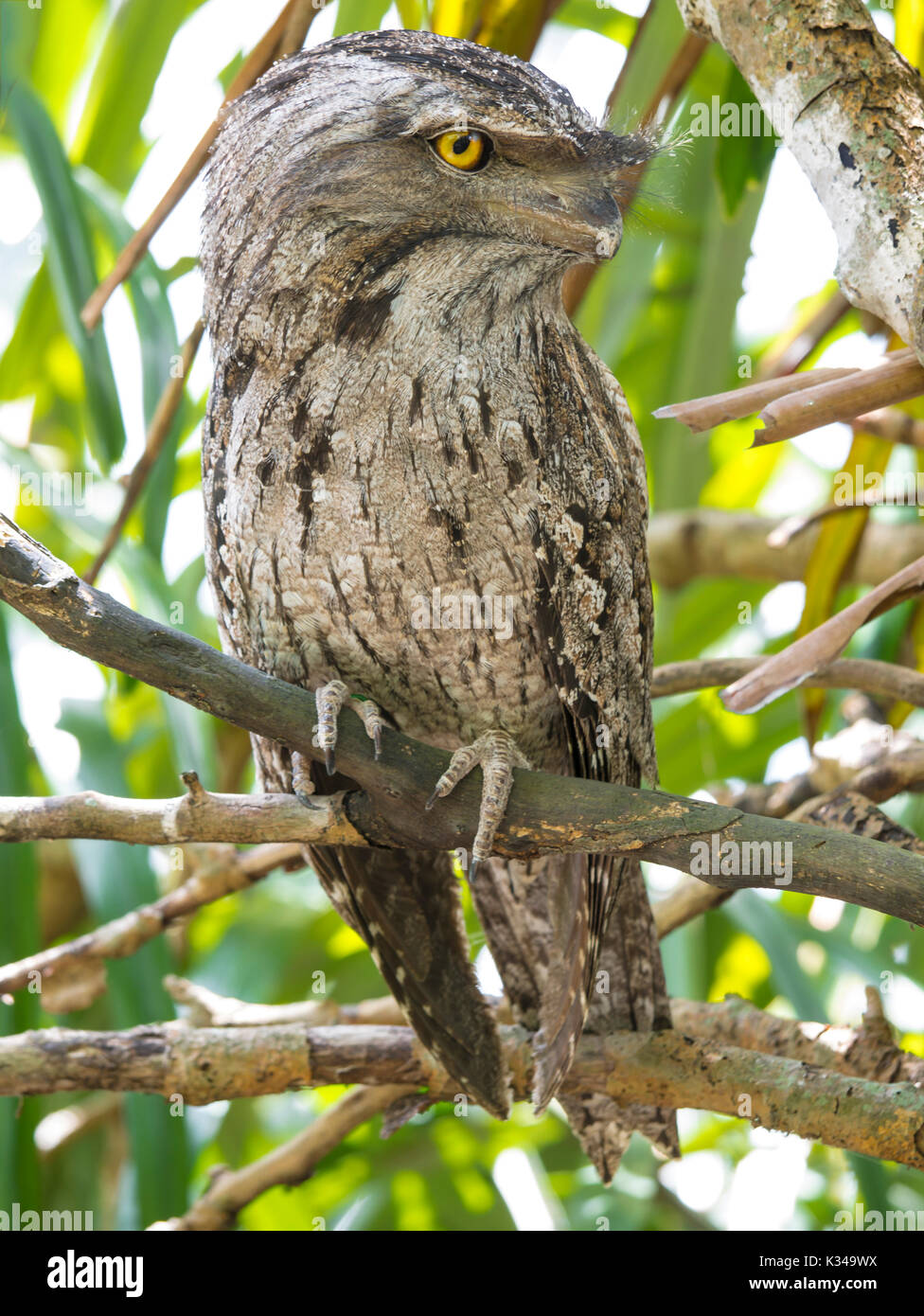 Il Tawny Frogmouth (Podargus strigoides) è un australiano specie di frogmouth, un tipo di uccello trovato in tutto il continente australiano, in Tasmania e Foto Stock