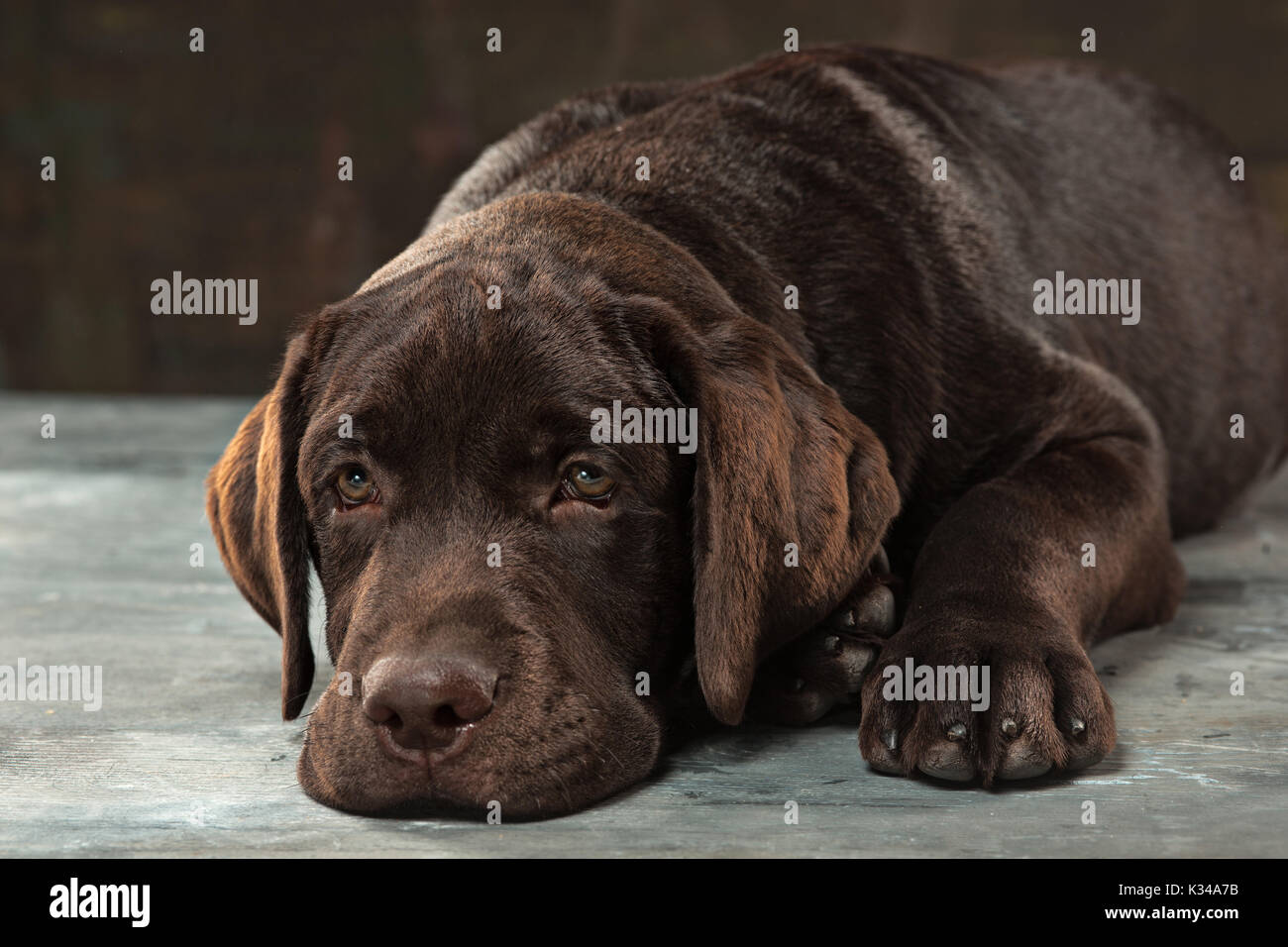 Il ritratto di un nero Labrador cane preso contro uno sfondo scuro. Foto Stock