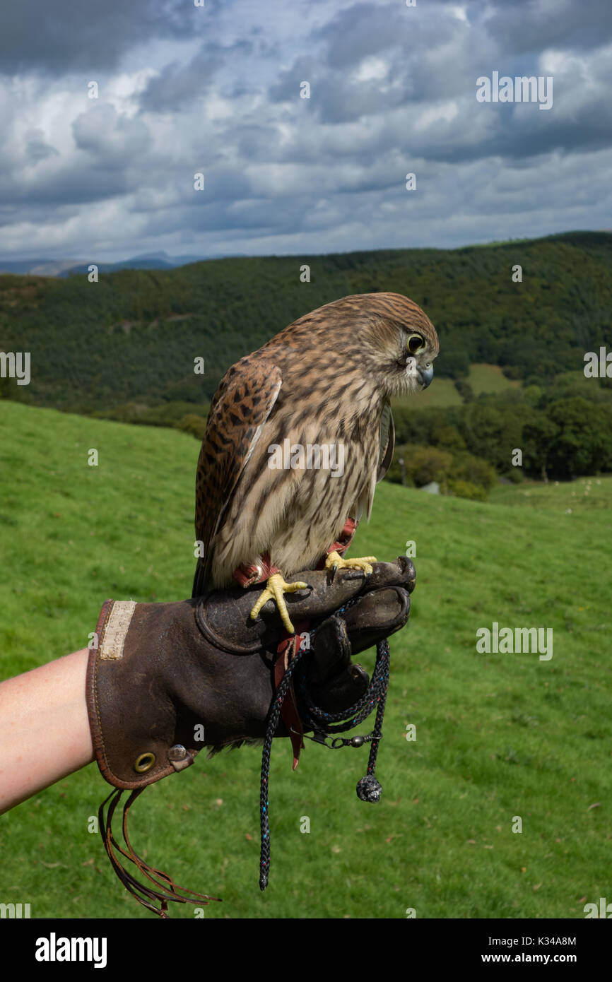 I capretti femmina di Gheppio Falco tinnunculus su falconieri guanto. Il Galles. Regno Unito Foto Stock