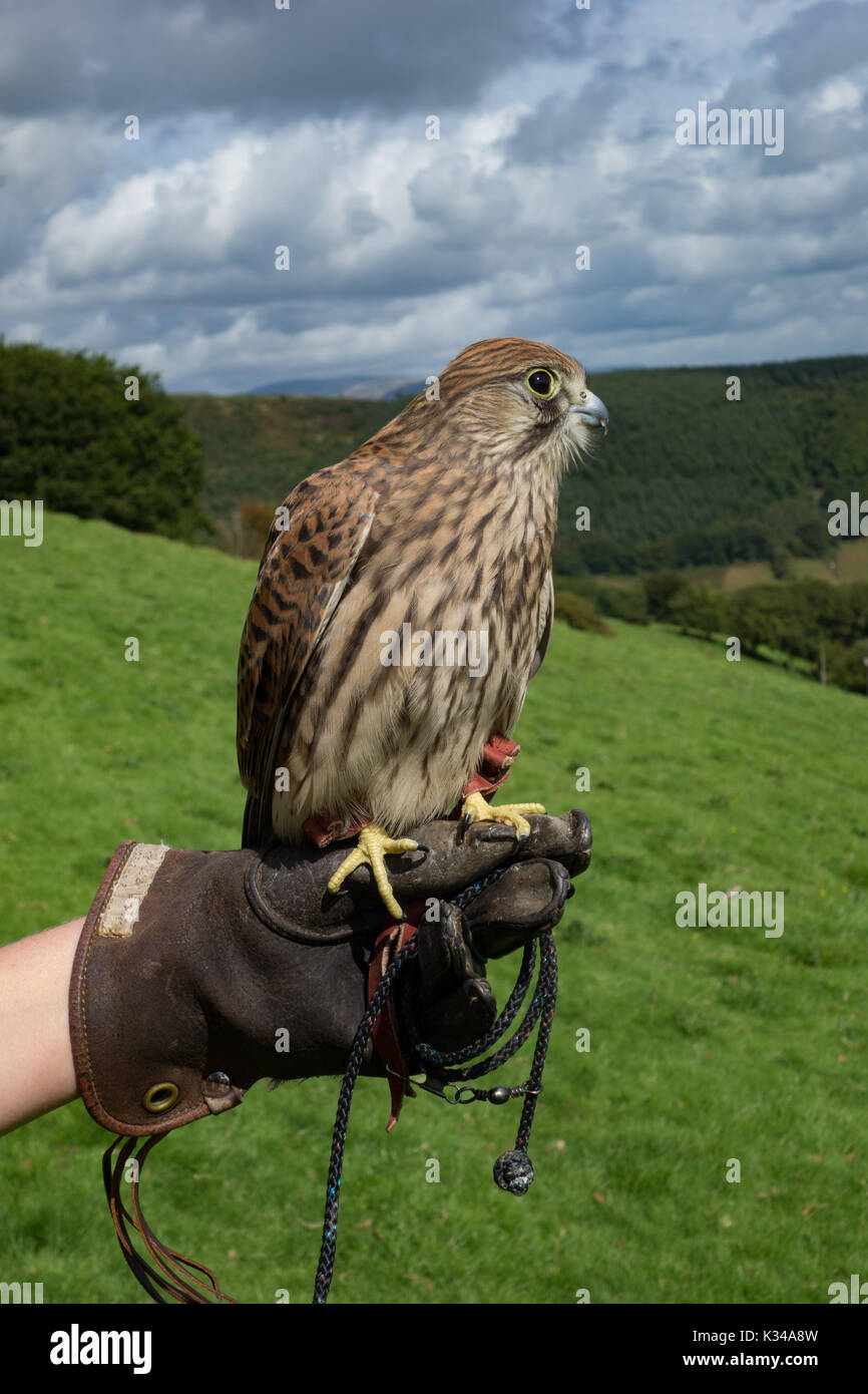 Novellame Kestrel Falco tinnunculus su guanto falconieri. Galles. REGNO UNITO Foto Stock