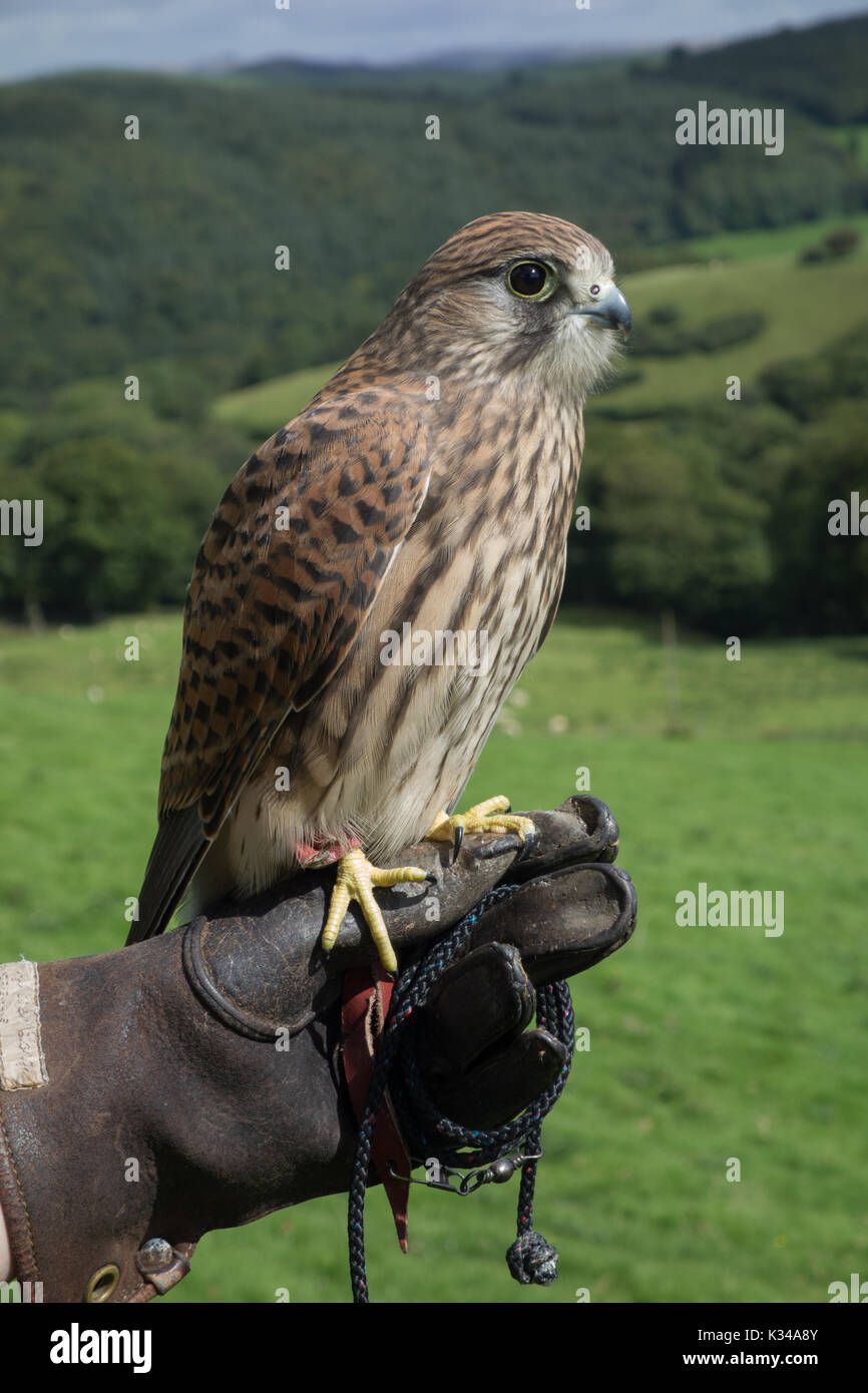 Novellame Kestrel Falco tinnunculus su guanto falconieri. Galles. REGNO UNITO Foto Stock
