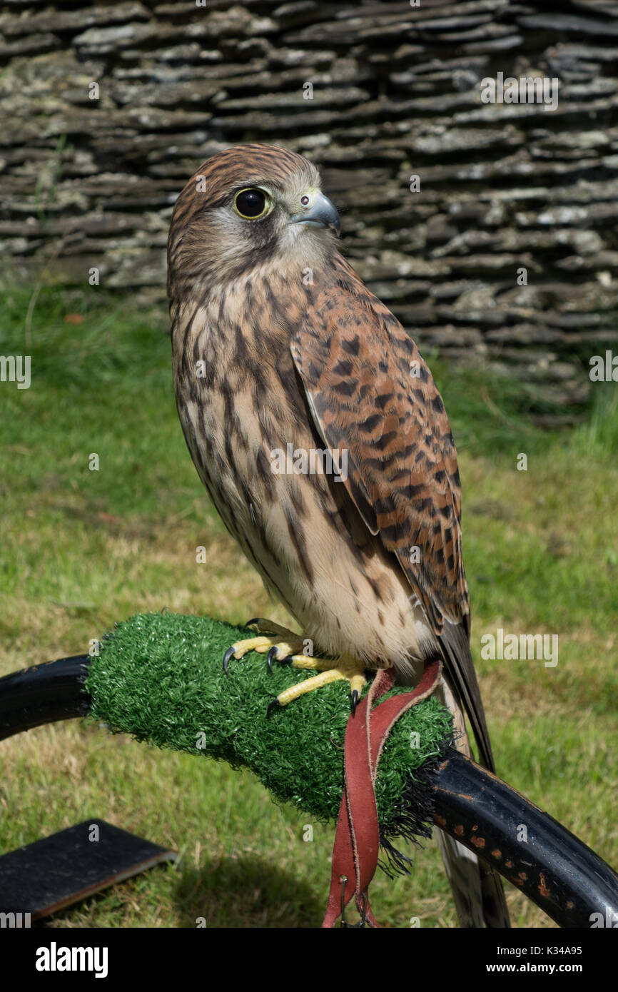 I capretti femmina di Gheppio Falco tinnunculus su falconieri guanto. Il Galles. Regno Unito Foto Stock