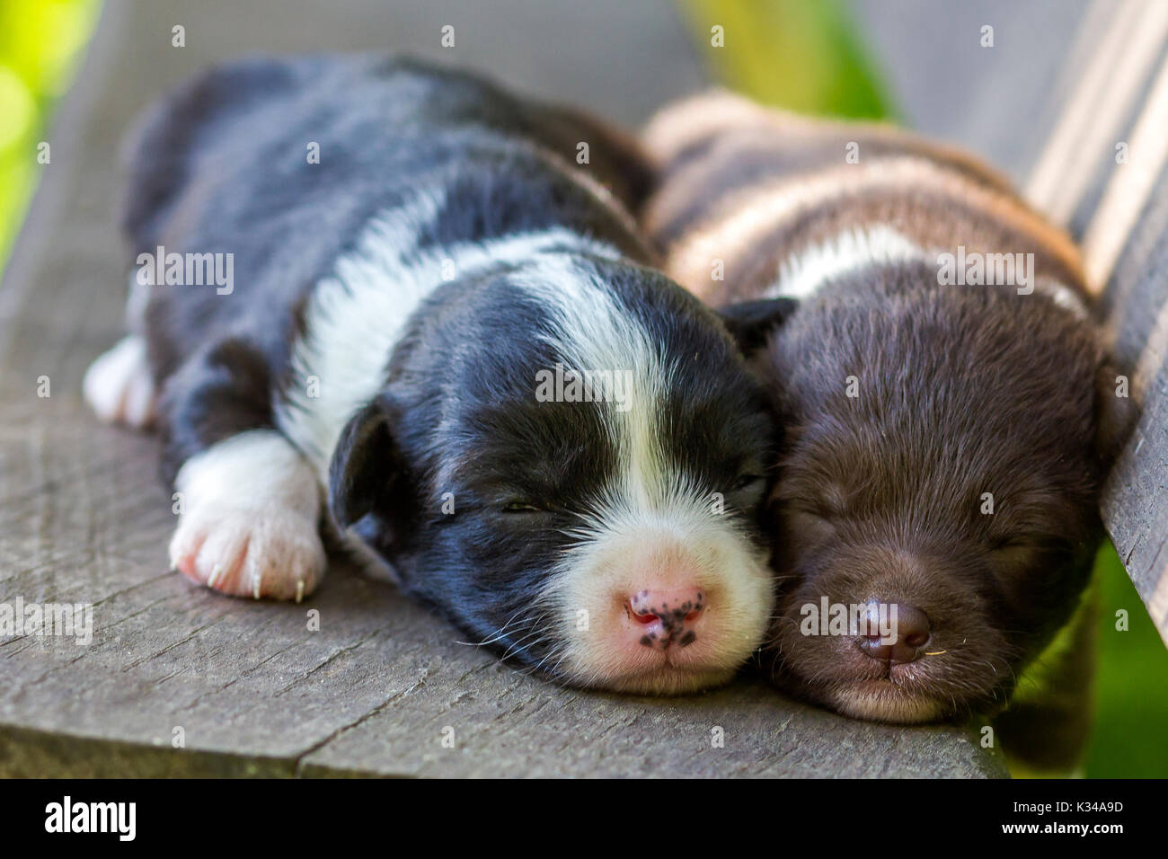 Due piccolo cucciolo cani di dormire sulla panca in legno Foto Stock