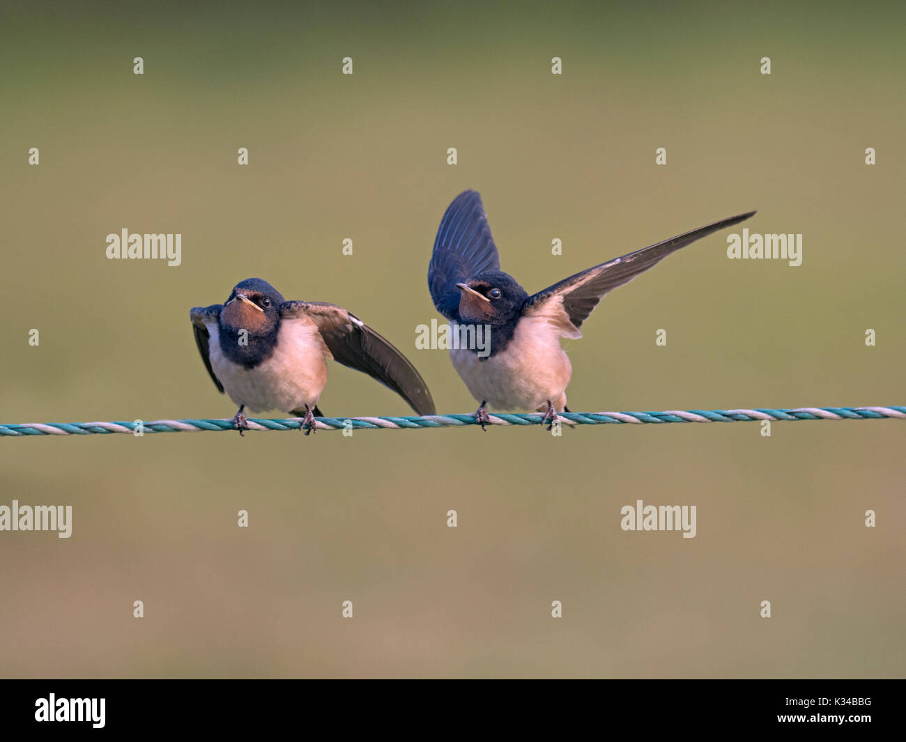 Giovani Rondini Hirundo rustica sul recinto in attesa di essere alimentato Foto Stock