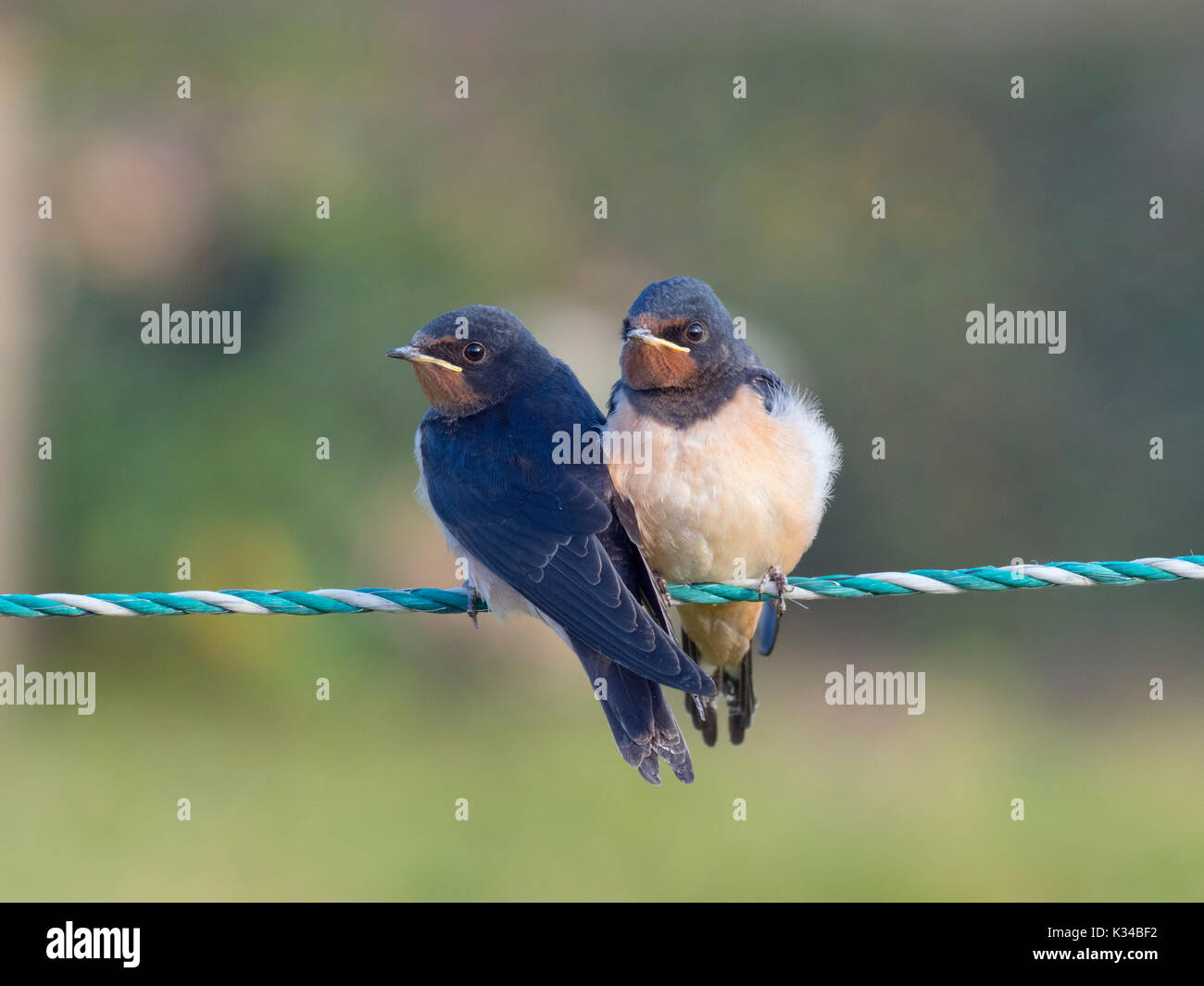 Giovani Rondini Hirundo rustica sul recinto in attesa di essere alimentato Foto Stock