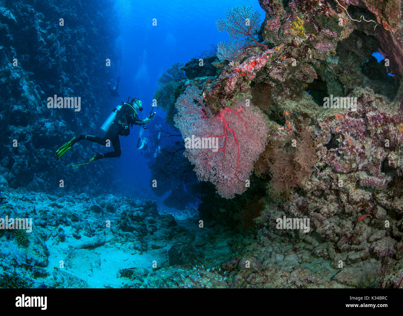 Femmina subacqueo con telecamera e torcia in mano brilla di luce sul rosso seafan gorgonia. nel passaggio di Beqa nelle isole Figi. Foto Stock