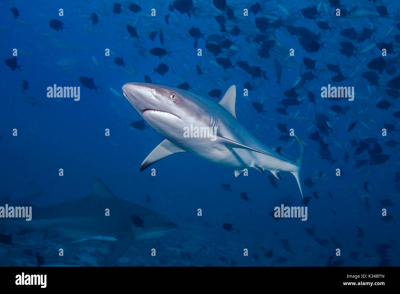 Grey Reef shark (Carcharhinus amblyrhynchos) in primo piano con squalo toro nel tenebroso sfondo blu qui sotto. Beqa Lagoon, Fiji. Foto Stock