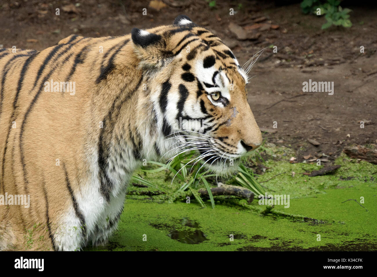 Tigre del Bengala in acqua Foto Stock