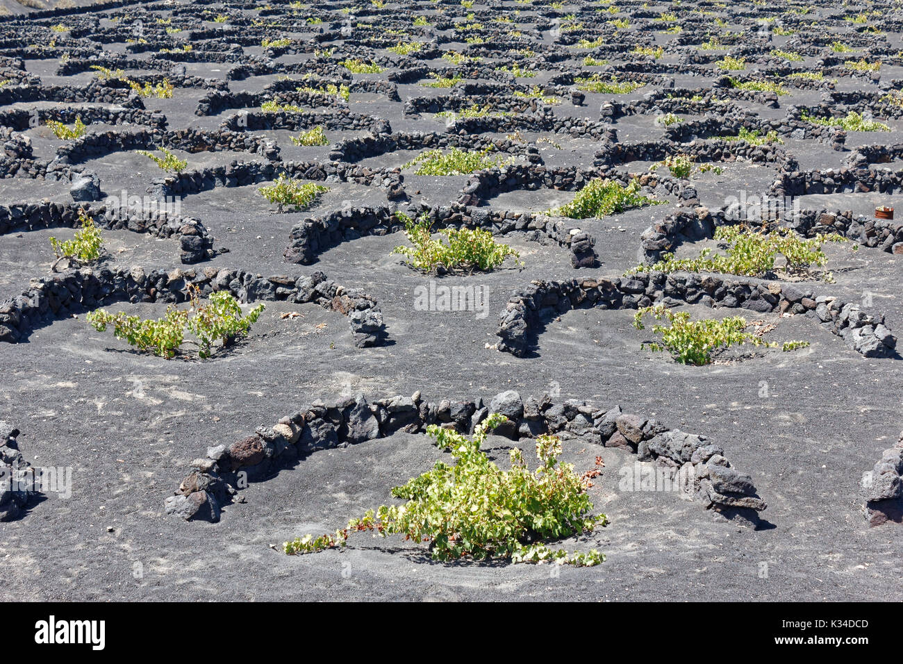 La strana vigneti vulcanica di Lanzarote: la concavità come crateri e pietra lavica semi-circoli chiamato zocos sul terreno vulcanico. Foto Stock