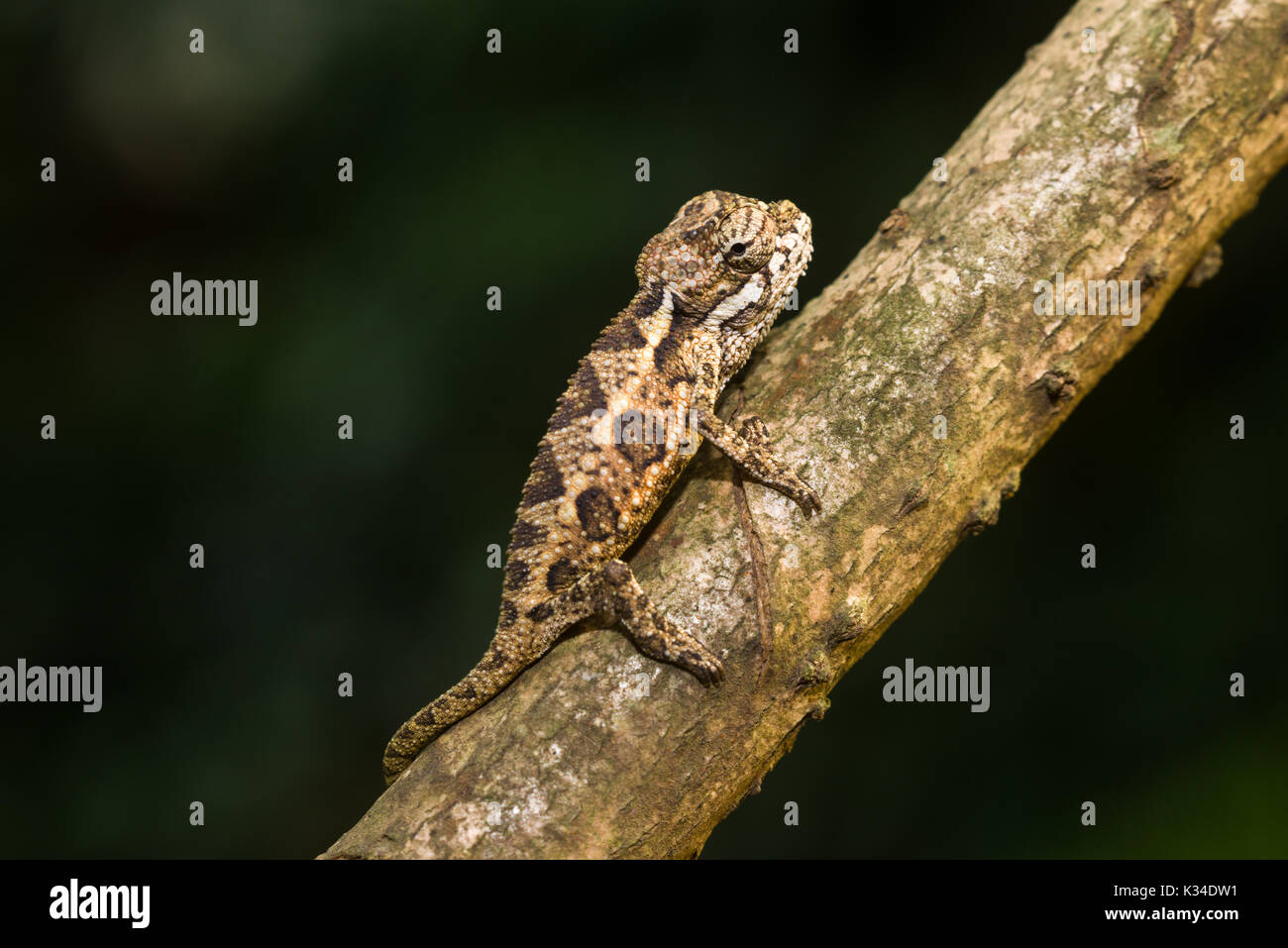 I capretti Von Hohnels chameleon (Trioceros hoehnelii) sul ramo, Nairobi, Kenia Foto Stock
