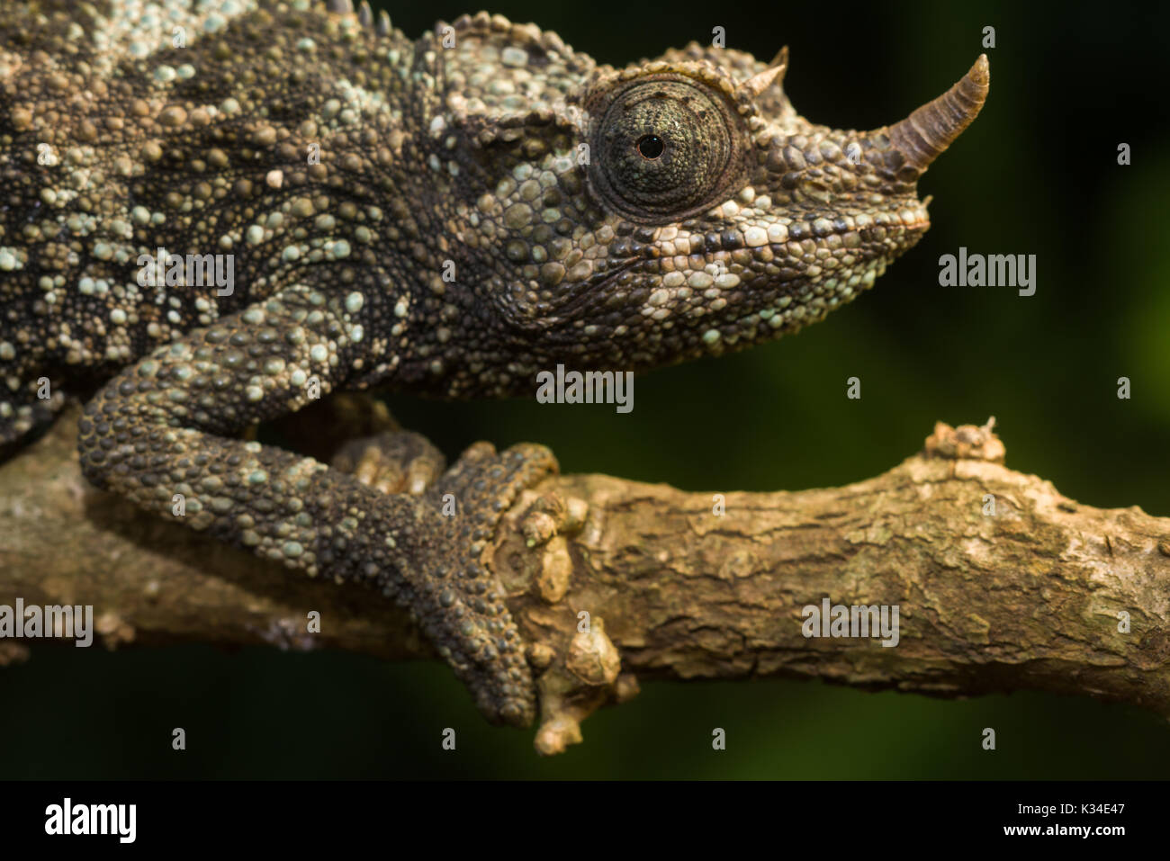 Femmina di Jackson chameleon (Trioceros jacksonii jacksonii) sul ramo, Nairobi, Kenia Foto Stock
