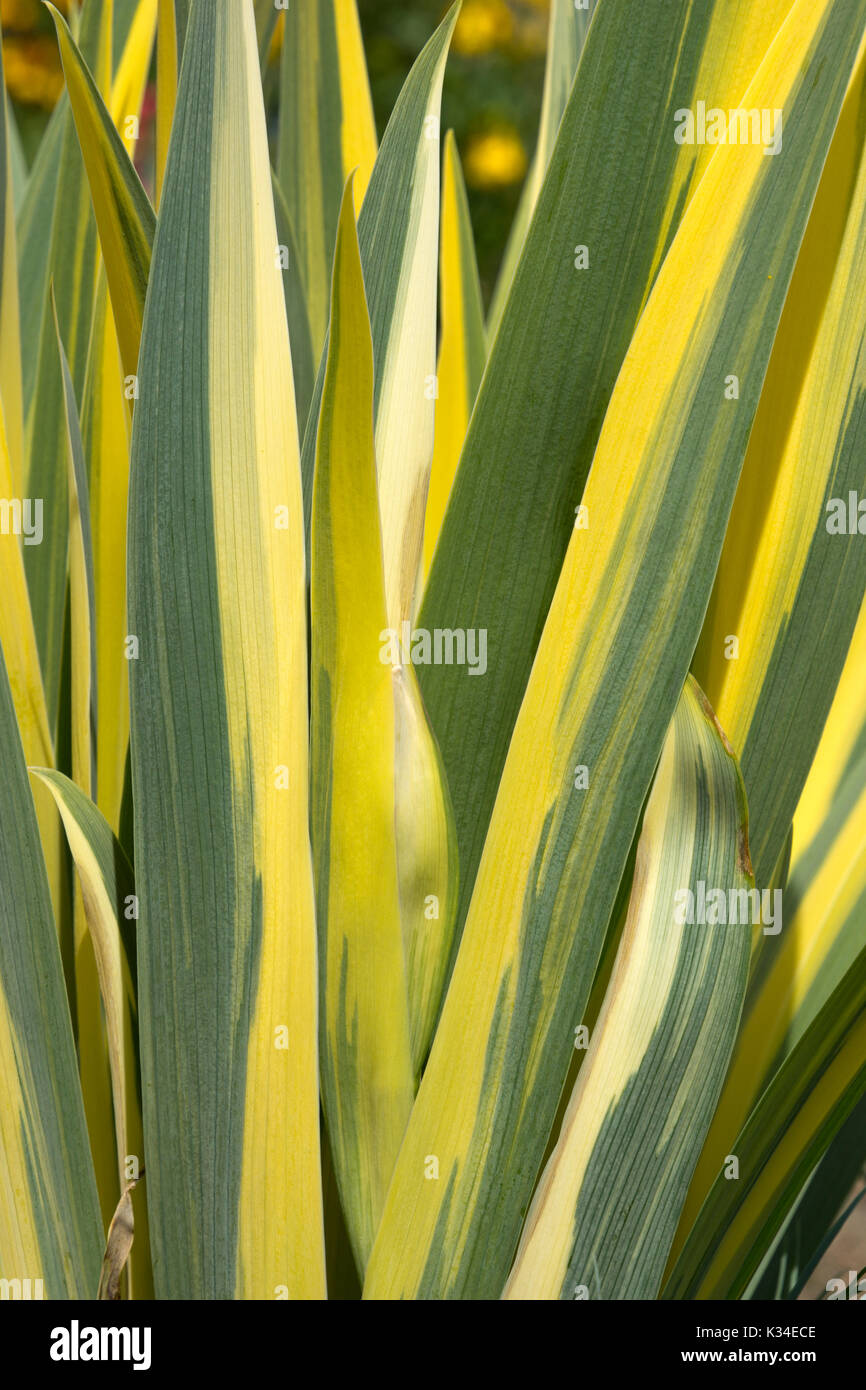 Sfondo di colore giallo striato e foglie verdi Foto Stock