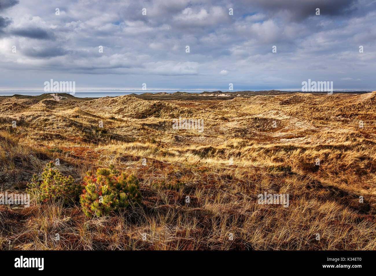 Vista sulle dune vicino Agger, Nordjylland Foto Stock