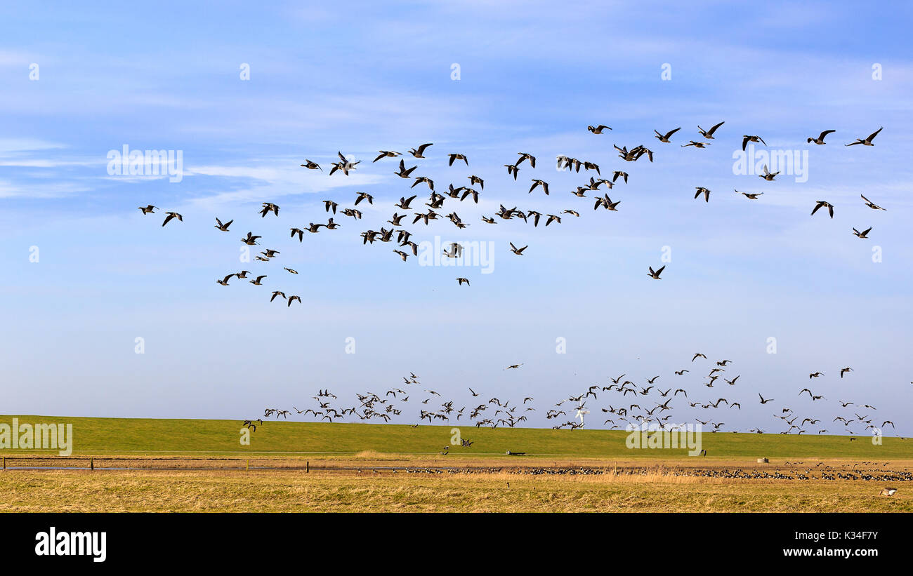Da Sibiria, le oche volano per migliaia di chilometri di svernamento in Frisia orientale. Questo è stato catturato vicino Hilgenriedersiel. Foto Stock
