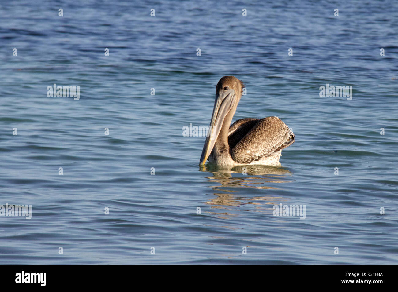 Un giovane brown pelican nuoto a Bahia Honda State Park a Big Pine Key, Florida. Foto Stock
