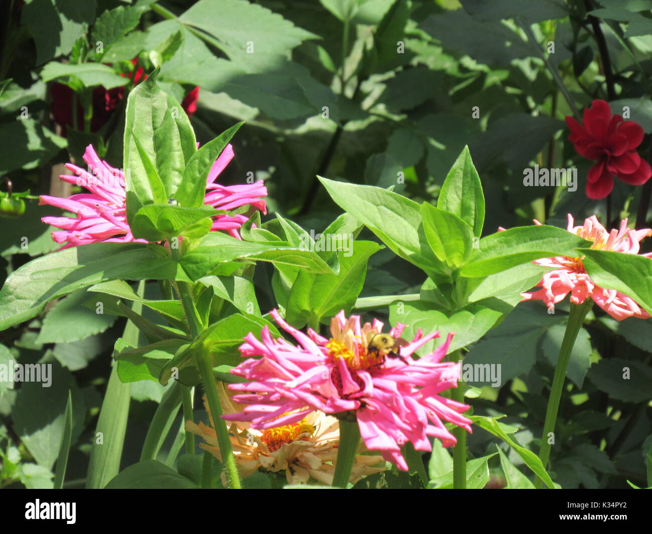 Facile da coltivare fiori da giardino in vari tipi e colori. Tipo Daisy fiori. Foto Stock