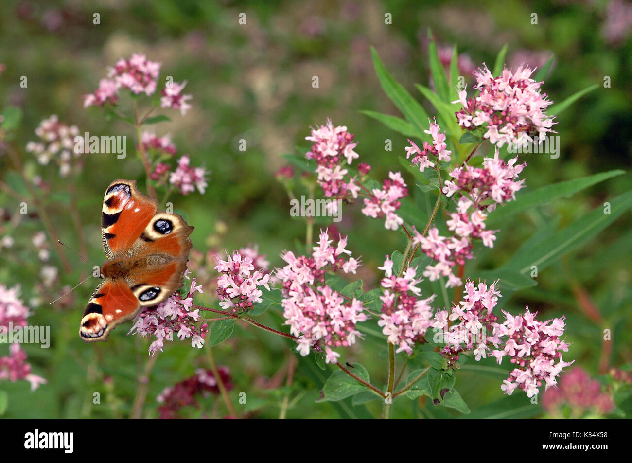 Farfalla pavone (Aglais io) alimentazione di appoggio sui fiori selvatici Foto Stock