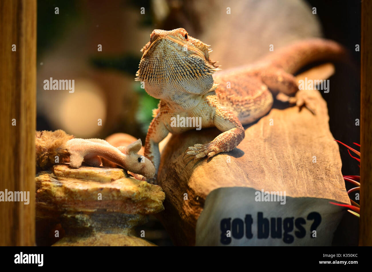 Drago barbuto - pogona vitticeps Foto Stock