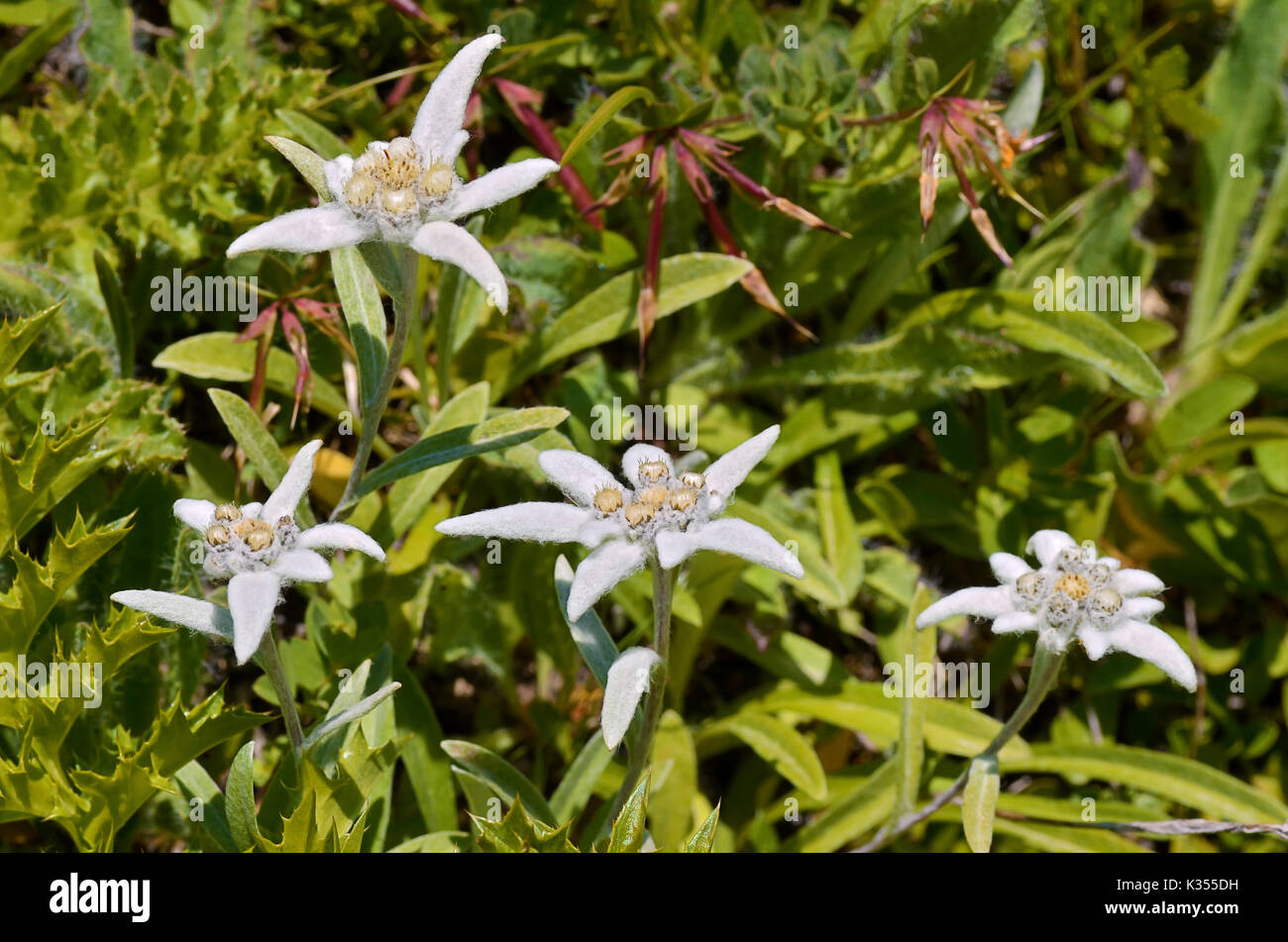 Quattro fiori edelweiss (Leontopodium alpinum) nelle Alpi francesi a La Plagne, dipartimento della Savoia. Foto Stock
