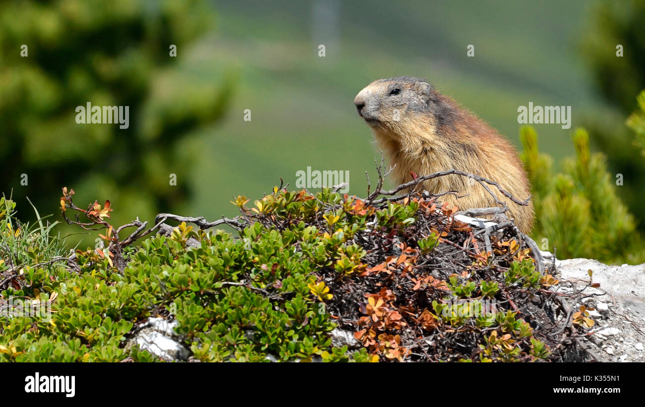 Alpine marmotta (Marmota marmota) tra la vegetazione, nelle Alpi francesi, Savoie department a La Plagne Foto Stock
