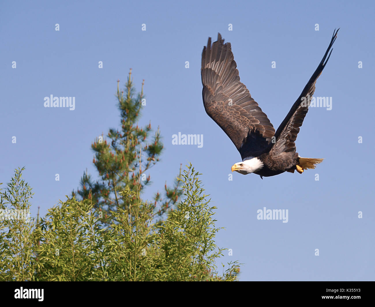 Aquila calva (Haliaeetus leucocephalus) in volo Foto Stock