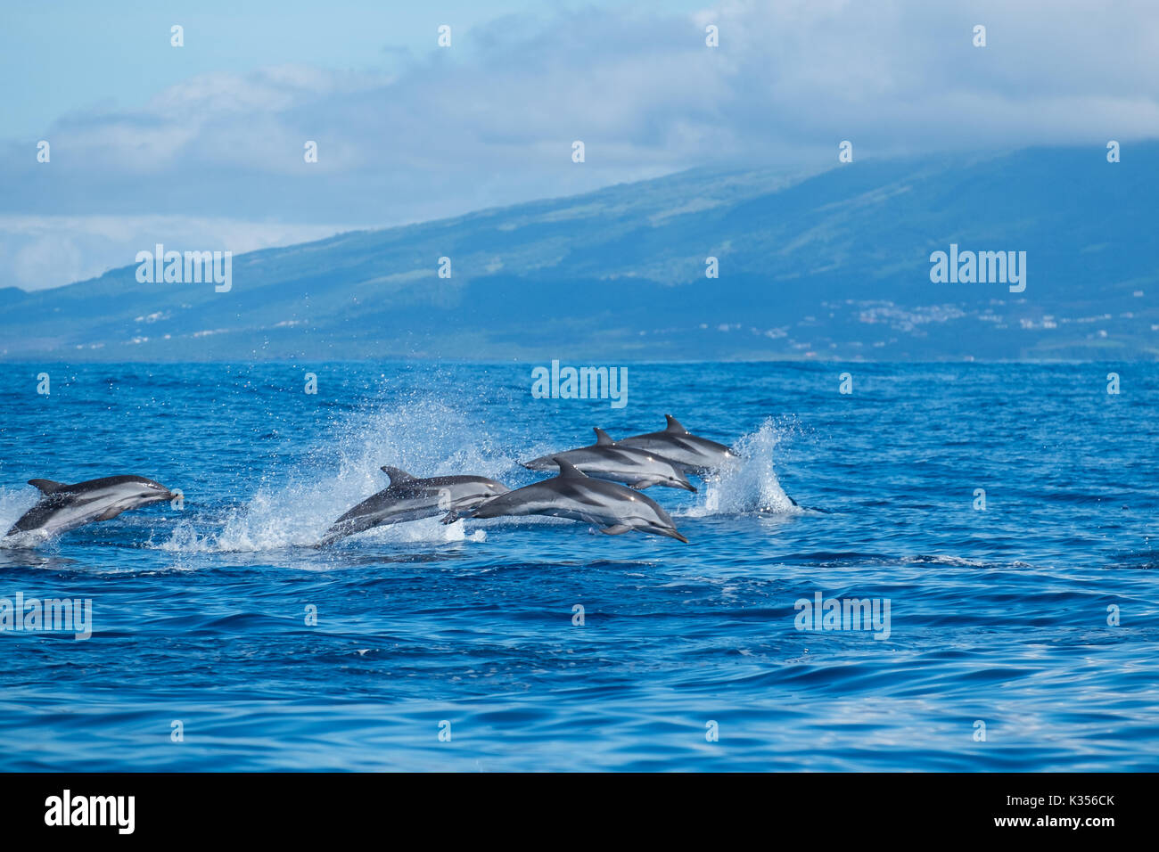 Striped delfini nell'Oceano Atlantico vicino all isola di Pico nelle Azzorre. Foto Stock