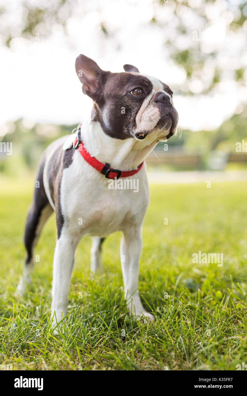 Un bianco e nero Boston Terrier indossando un cavo rosso Foto Stock