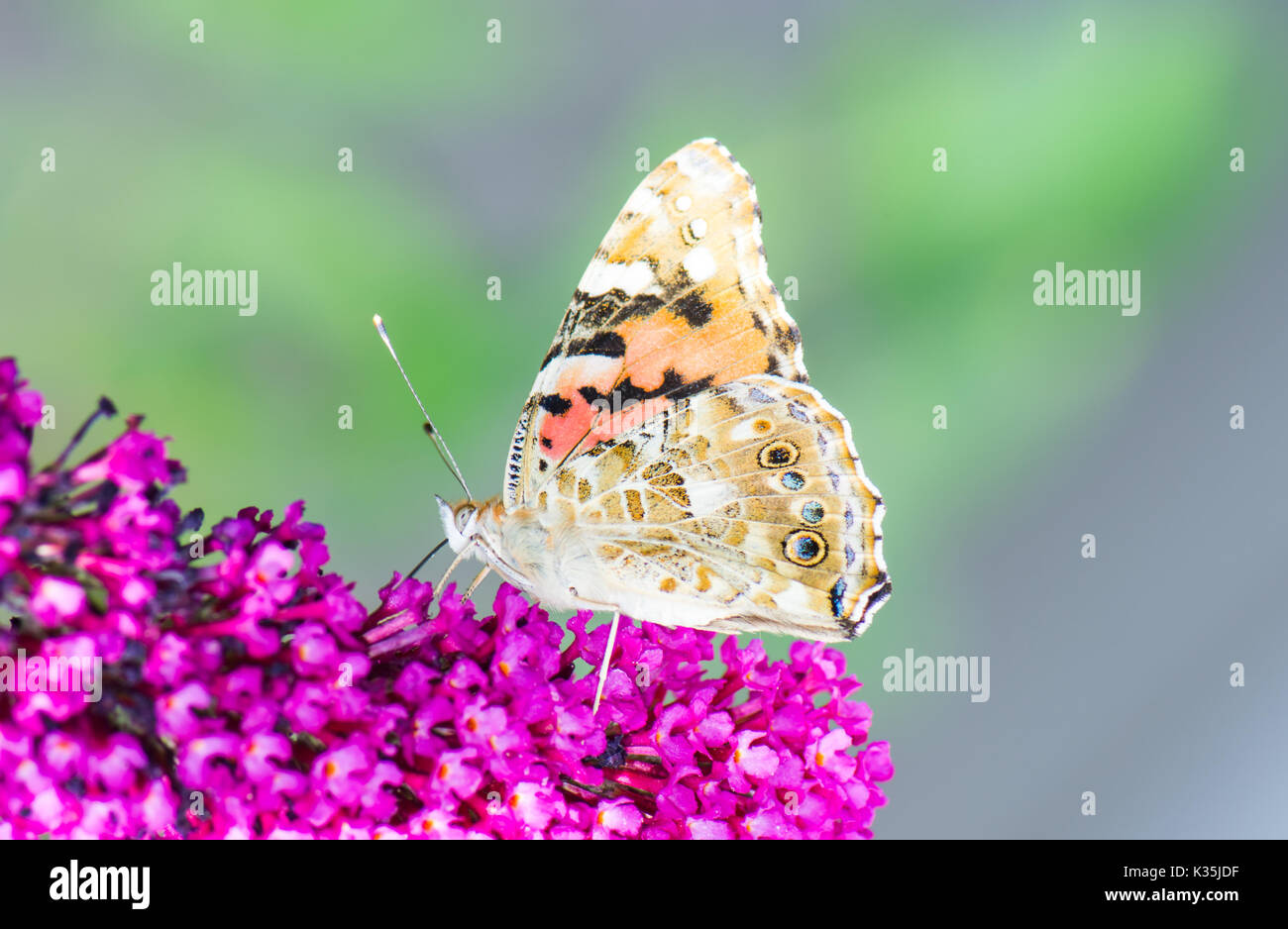 Macro di un dipinto laidy butterfly nettare di raccolta ad una budleja blossom Foto Stock