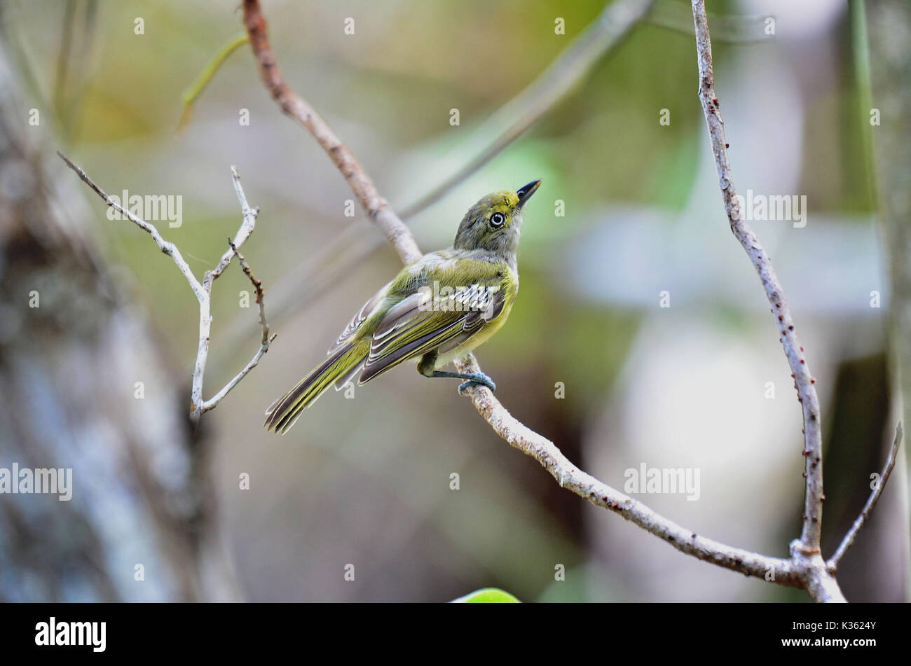 vireo con gli occhi grigi sempre in alto Foto Stock