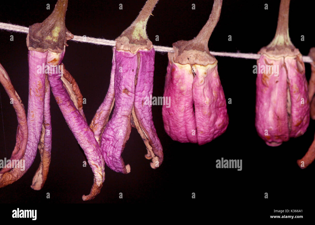 Essiccamento al sole di brinjals sul tetto di una casa nella periferia del distretto di Anantang una sessantina di chilometri dalla capitale estiva della controllata indiana Kashmir .Kashmir a prepararsi per i rigidi inverni, come vi è sempre la paura del blocco autostradale a causa della neve e pioggia durante il quale i prezzi delle verdure fresche andare ad alta.In precedenza, per la conservazione di alimenti secchi utilizzati per essere una necessità nelle case del Kashmir come a causa di inverni rigidi la disponibilità di cibo fresco era raro. Tuttavia, oggi anche quando le verdure fresche sono disponibili nel mercato la gente preferisce mangiare verdure essiccate e bevande di cibi freschi.Per dieci anni Foto Stock