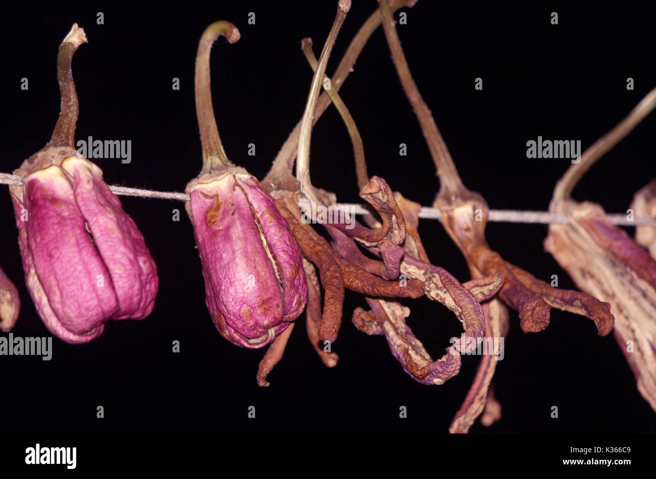 Essiccamento al sole di brinjals sul tetto di una casa nella periferia del distretto di Anantang una sessantina di chilometri dalla capitale estiva della controllata indiana Kashmir .Kashmir a prepararsi per i rigidi inverni, come vi è sempre la paura del blocco autostradale a causa della neve e pioggia durante il quale i prezzi delle verdure fresche andare ad alta.In precedenza, per la conservazione di alimenti secchi utilizzati per essere una necessità nelle case del Kashmir come a causa di inverni rigidi la disponibilità di cibo fresco era raro. Tuttavia, oggi anche quando le verdure fresche sono disponibili nel mercato la gente preferisce mangiare verdure essiccate e bevande di cibi freschi.Per dieci anni Foto Stock