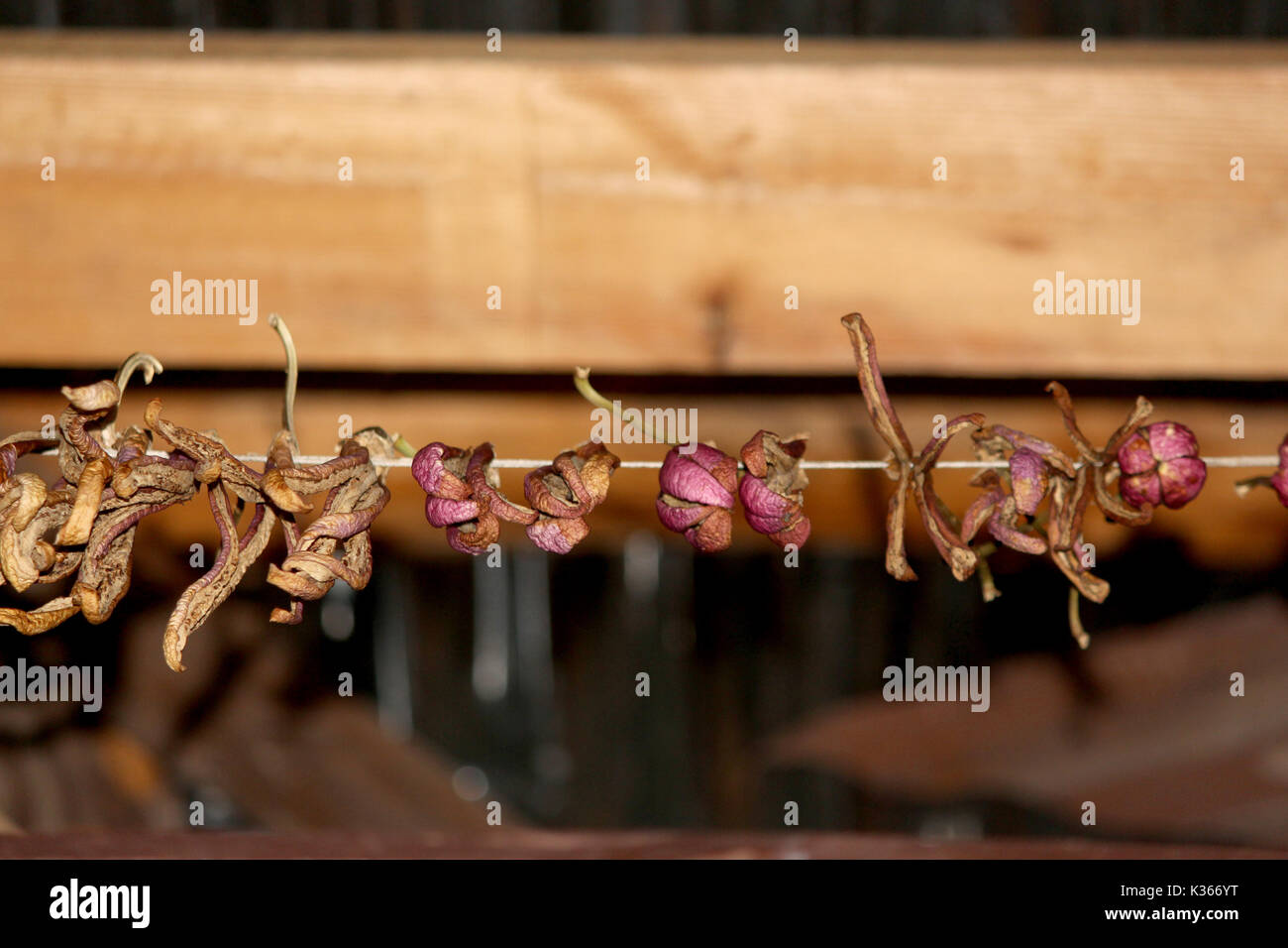 Essiccamento al sole di brinjals sul tetto di una casa nella periferia del distretto di Anantang una sessantina di chilometri dalla capitale estiva della controllata indiana Kashmir .Kashmir a prepararsi per i rigidi inverni, come vi è sempre la paura del blocco autostradale a causa della neve e pioggia durante il quale i prezzi delle verdure fresche andare ad alta.In precedenza, per la conservazione di alimenti secchi utilizzati per essere una necessità nelle case del Kashmir come a causa di inverni rigidi la disponibilità di cibo fresco era raro. Tuttavia, oggi anche quando le verdure fresche sono disponibili nel mercato la gente preferisce mangiare verdure essiccate e bevande di cibi freschi.Per dieci anni Foto Stock