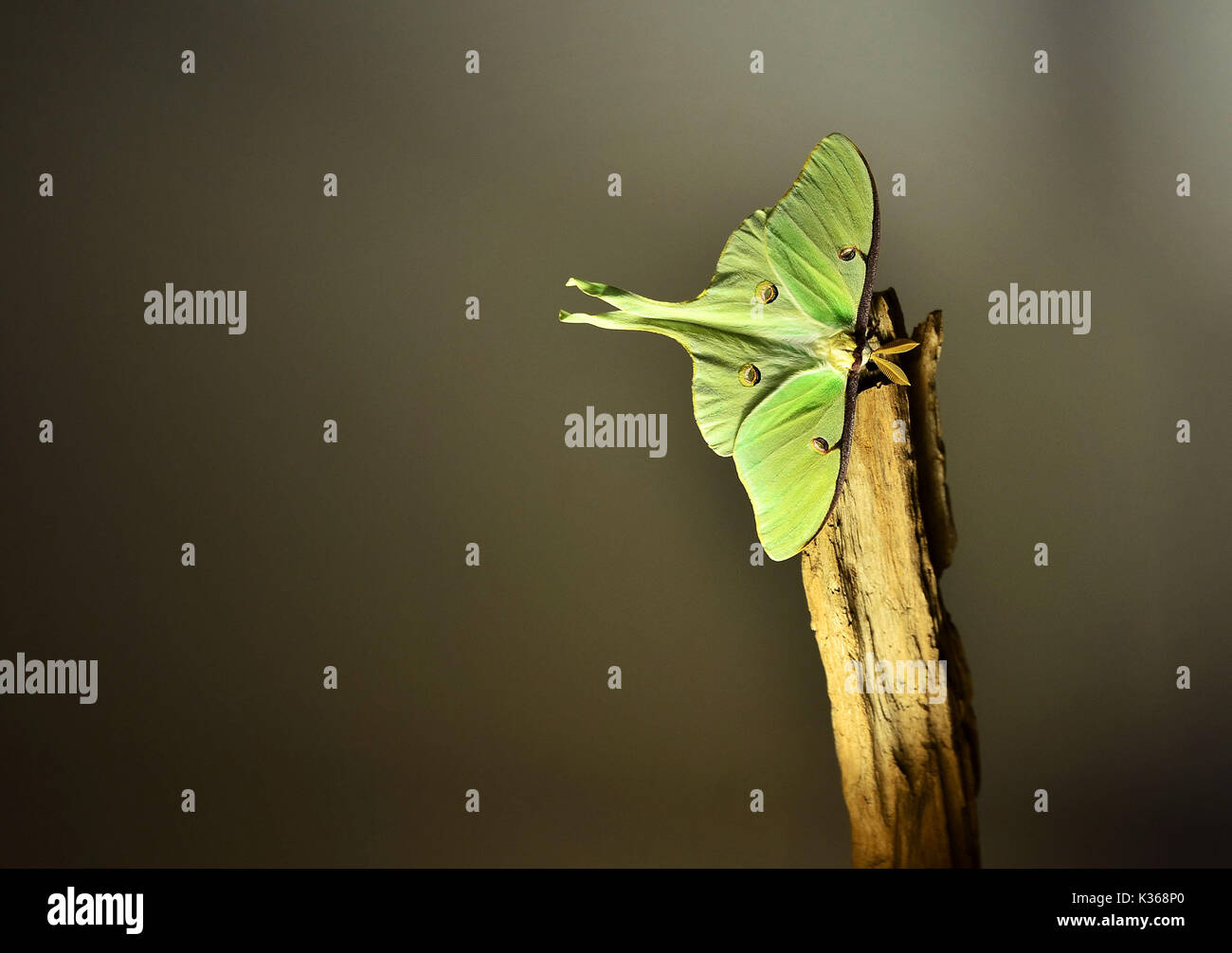 Luna moth - actias luna Foto Stock