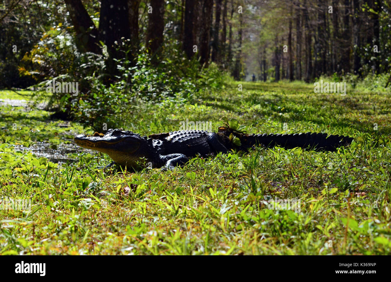 Il coccodrillo americano - alligatore mississippienis Foto Stock