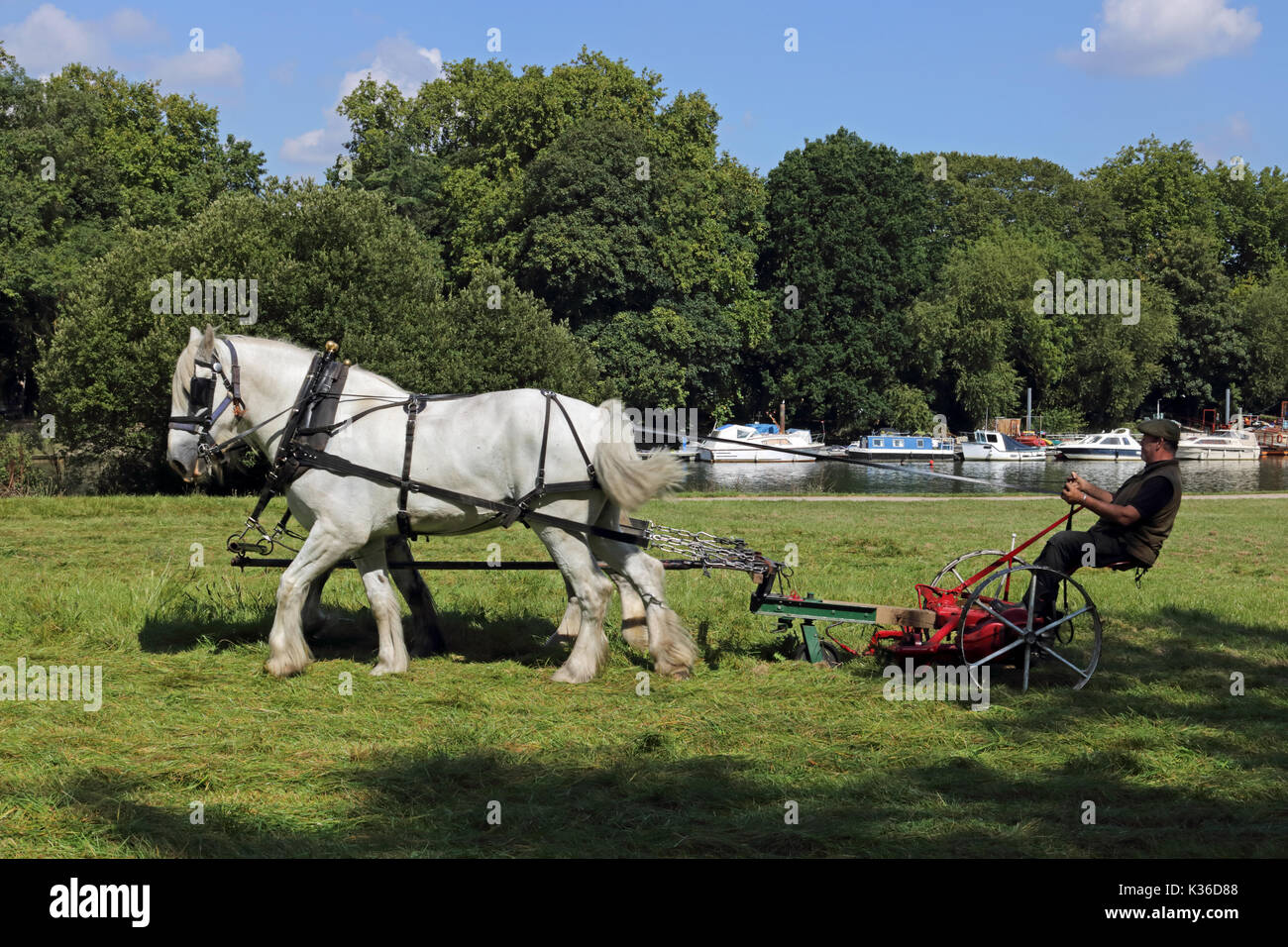 Richmond, SW LONDRA, REGNO UNITO. Il 1° settembre 2017. Su una bella giornata calda e soleggiata, un cavallo disegnato erba taglierina viene utilizzato accanto al Tamigi a Richmond, a sud-ovest di Londra. Credito: Julia Gavin/Alamy Live News Foto Stock