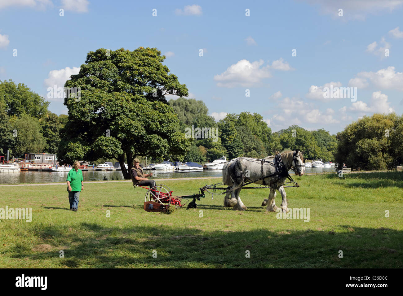 Richmond, SW LONDRA, REGNO UNITO. Il 1° settembre 2017. Su una bella giornata calda e soleggiata, un cavallo disegnato erba taglierina viene utilizzato vicino alla casa di prosciutto a Richmond upon Thames, a sud-ovest di Londra. Credito: Julia Gavin/Alamy Live News Foto Stock