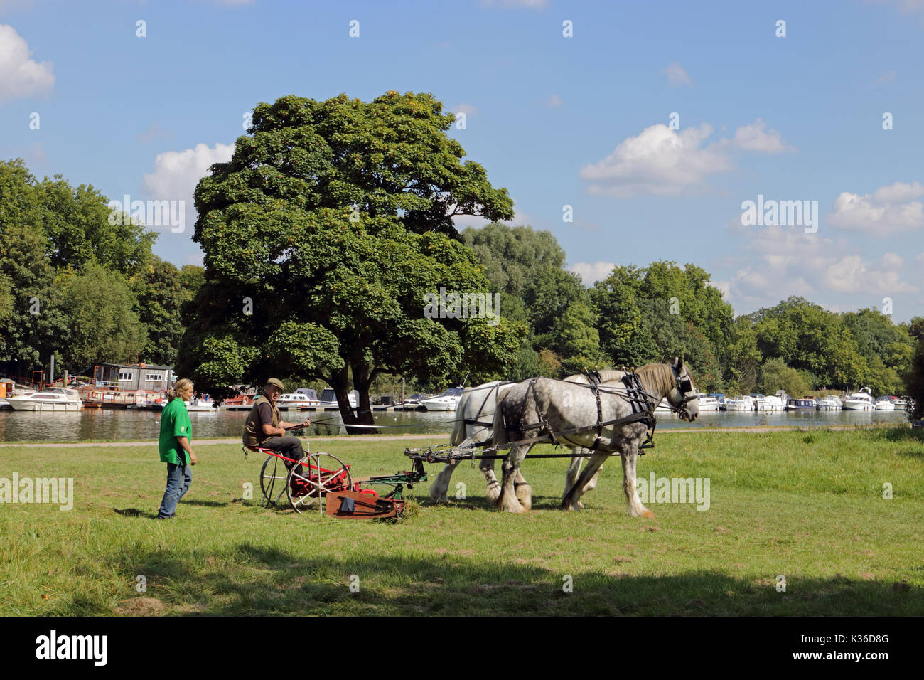 Richmond, SW LONDRA, REGNO UNITO. Il 1° settembre 2017. Su una bella giornata calda e soleggiata, un cavallo disegnato erba taglierina viene utilizzato vicino alla casa di prosciutto a Richmond upon Thames, a sud-ovest di Londra. Credito: Julia Gavin/Alamy Live News Foto Stock