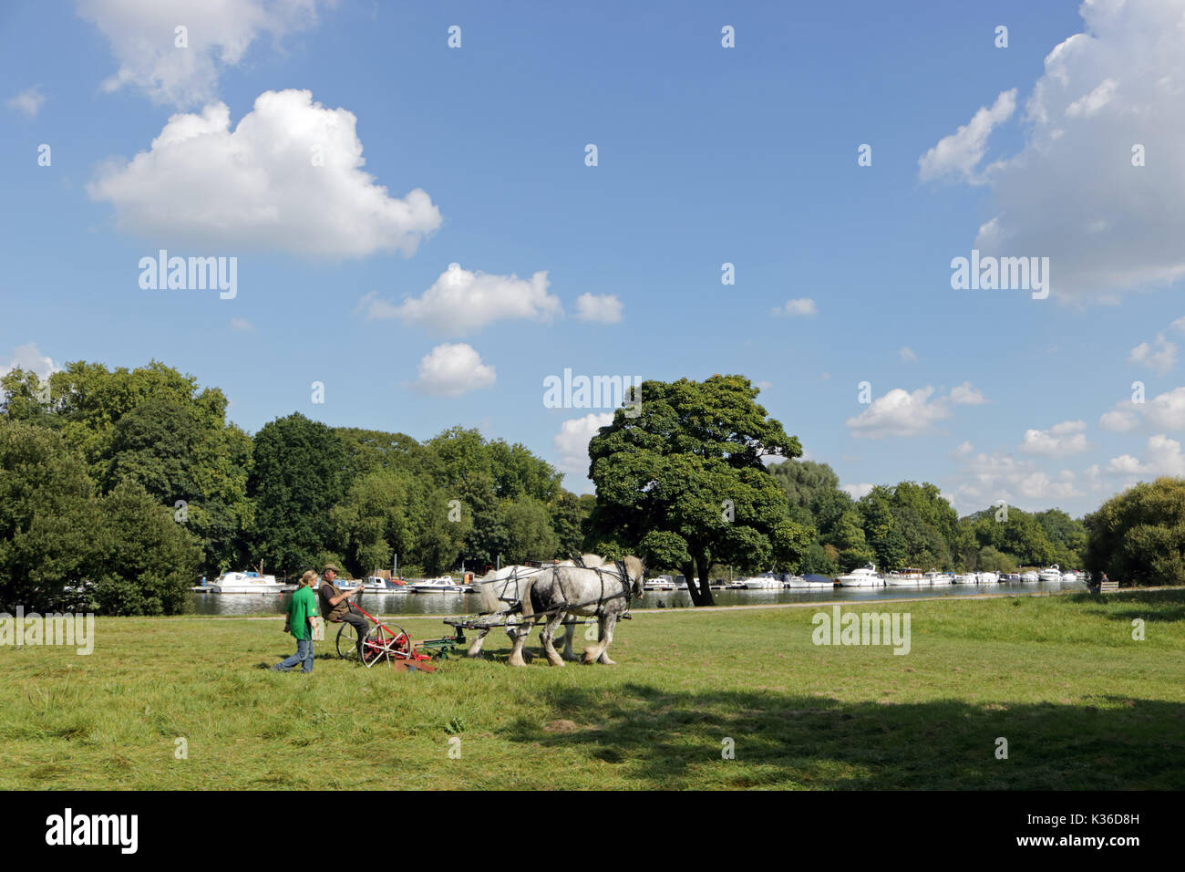 Richmond, SW LONDRA, REGNO UNITO. Il 1° settembre 2017. Su una bella giornata calda e soleggiata, un cavallo disegnato erba taglierina viene utilizzato accanto al Tamigi a Richmond, a sud-ovest di Londra. Credito: Julia Gavin/Alamy Live News Foto Stock