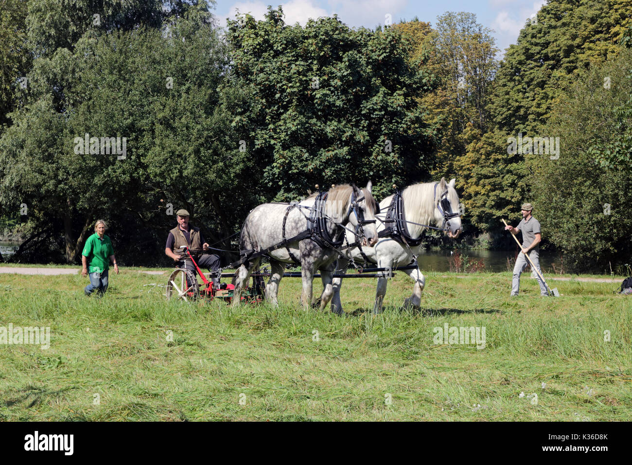 Richmond, SW LONDRA, REGNO UNITO. Il 1° settembre 2017. Su una bella giornata calda e soleggiata, un cavallo disegnato erba taglierina viene utilizzato vicino alla casa di prosciutto a Richmond upon Thames, a sud-ovest di Londra. Credito: Julia Gavin/Alamy Live News Foto Stock