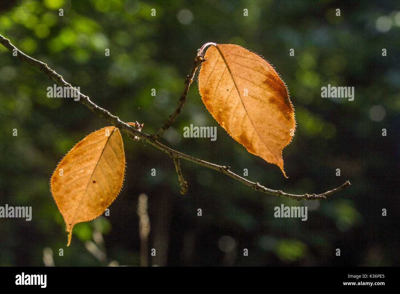Londra, UK, 2 settembre 2017. Inizio di foglie di colore nei primi segni di autunno sono retroilluminati nella luce del sole di mattina su Wimbledon Common Credit: amer ghazzal/Alamy Live News Foto Stock