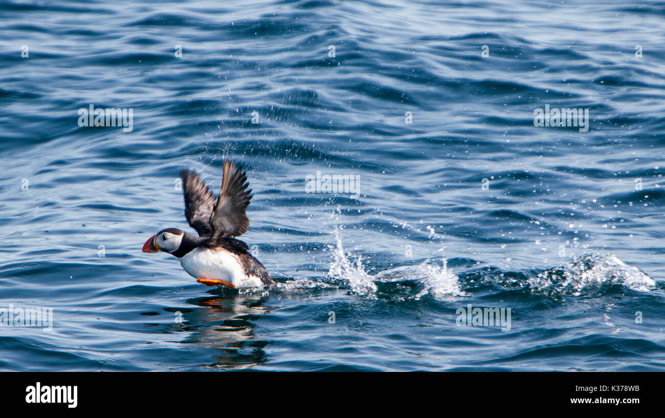 Atlantic Puffin [Fratercula arctica] tenendo fuori dalla superficie dell'oceano vicino a Reykjavik. Foto Stock