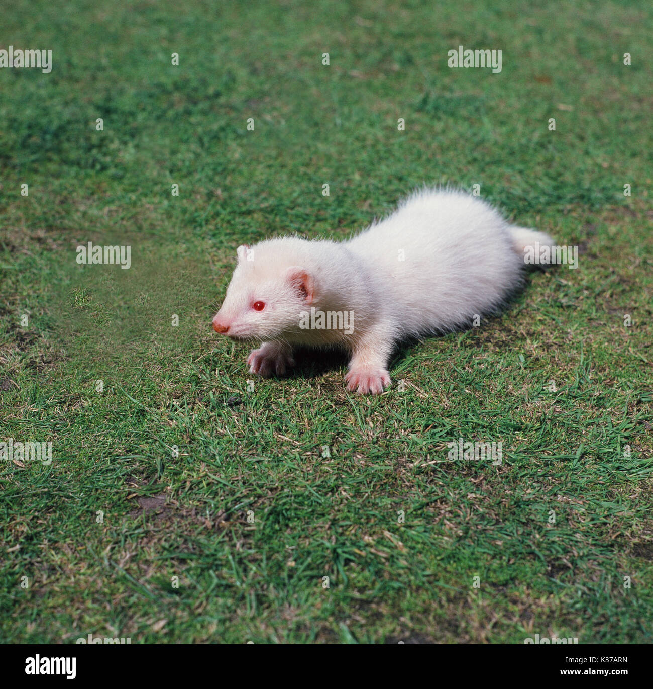 Ferret (Mustela putorius furo), Albino. I giovani. Foto Stock