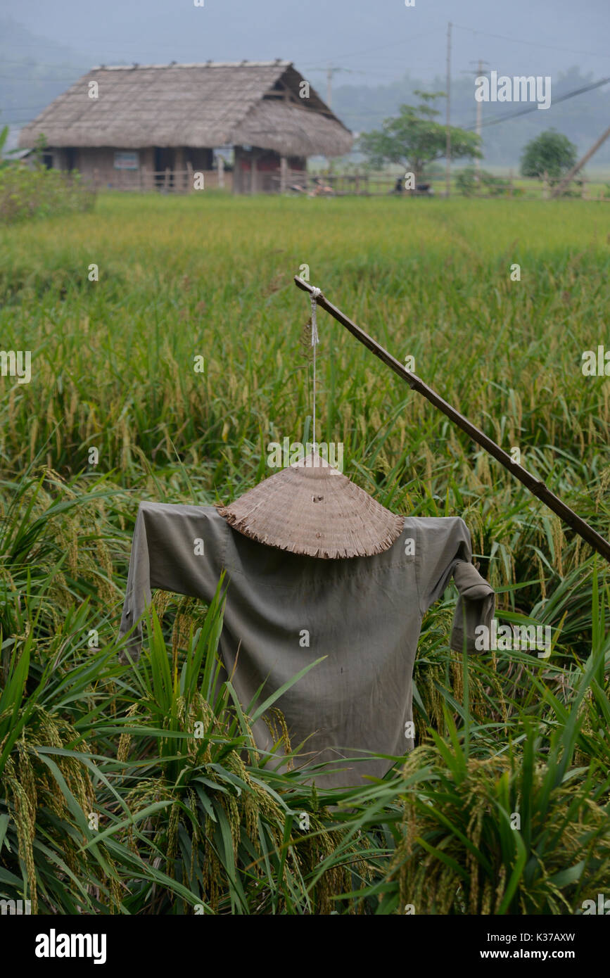 Tradizionali campi di risone in Mai Chau, Vietnam, nel tardo pomeriggio con uno spaventapasseri in primo piano e una casa di bambù in background. Foto Stock