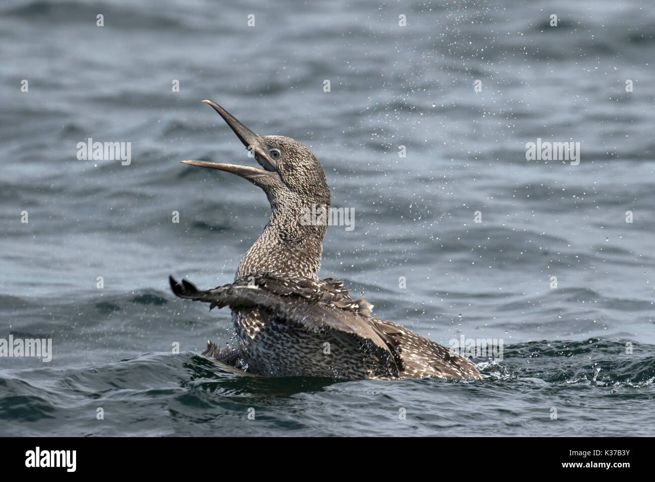 Recentemente fledged Gannett Morus bassanus avente sbarcati sul mare forse per la prima volta. Prese a Bempton Cliffs RSPB Foto Stock