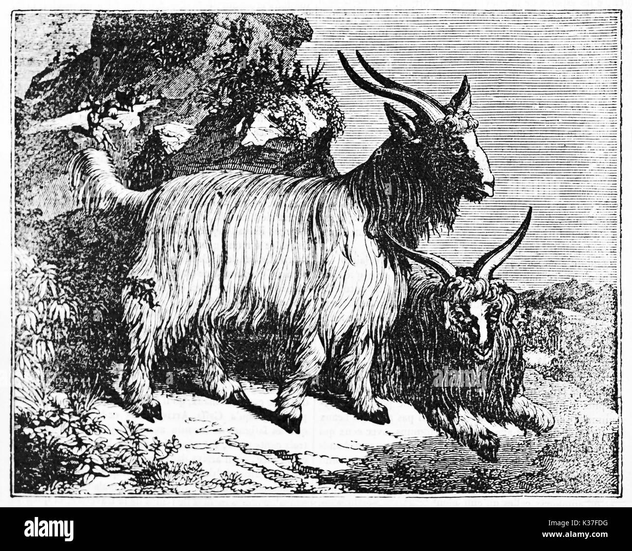 Due Cashmere (Capra hircus) sulle rocce, uno in piedi e uno seduto a terra. Vecchia illustrazione di autore non identificato pubblicato il Magasin pittoresco Parigi 1834 Foto Stock Due Cashmere (Capra hircus) sulle rocce, uno in piedi e uno seduto a terra. Vecchia illustrazione di autore non identificato pubblicato il Magasin pittoresco Parigi 1834 Foto Stock
