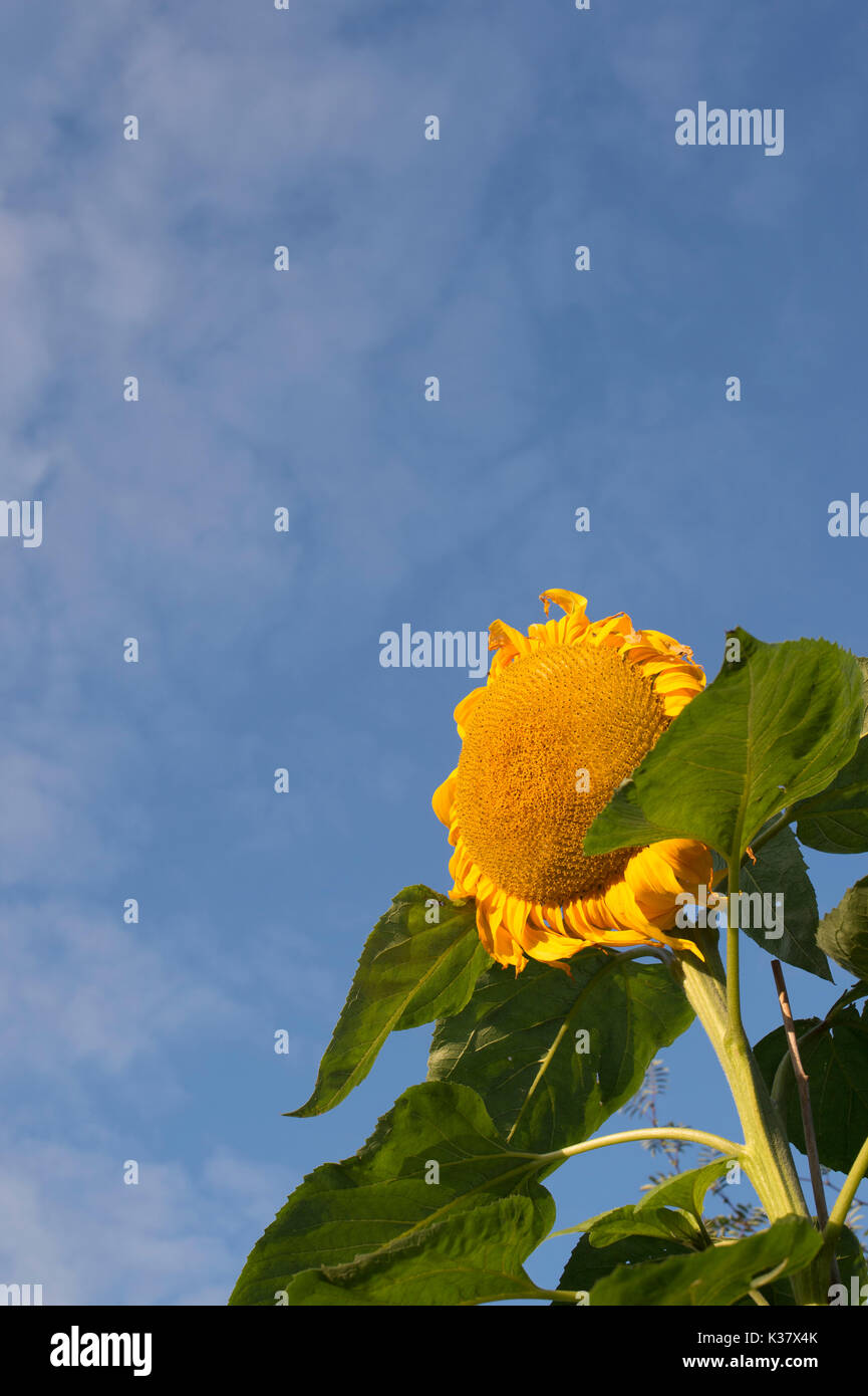 Helianthus annuus "Titan". Girasole gigante in un giardino inglese contro un cielo blu. Regno Unito Foto Stock
