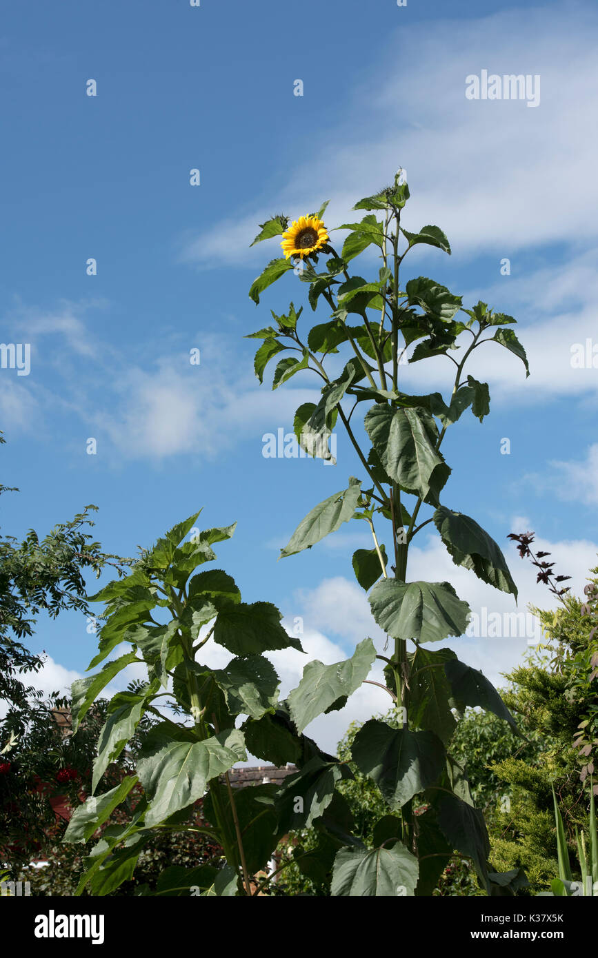 Helianthus annuus. Tall multi girasole fiorito in un giardino inglese contro un cielo blu. Regno Unito Foto Stock