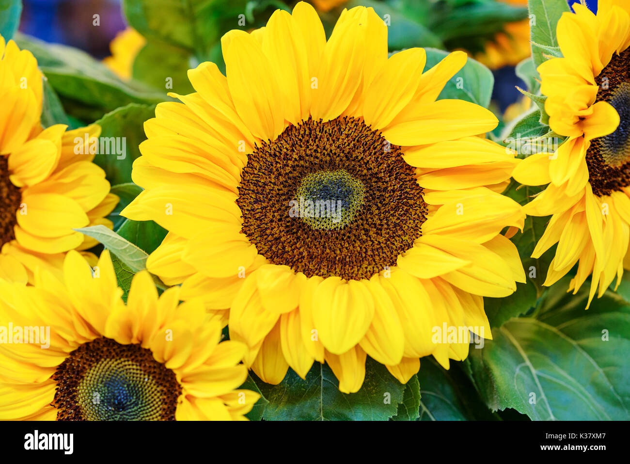 Bel bouquet di fioritura di girasoli in close-up. Foto Stock